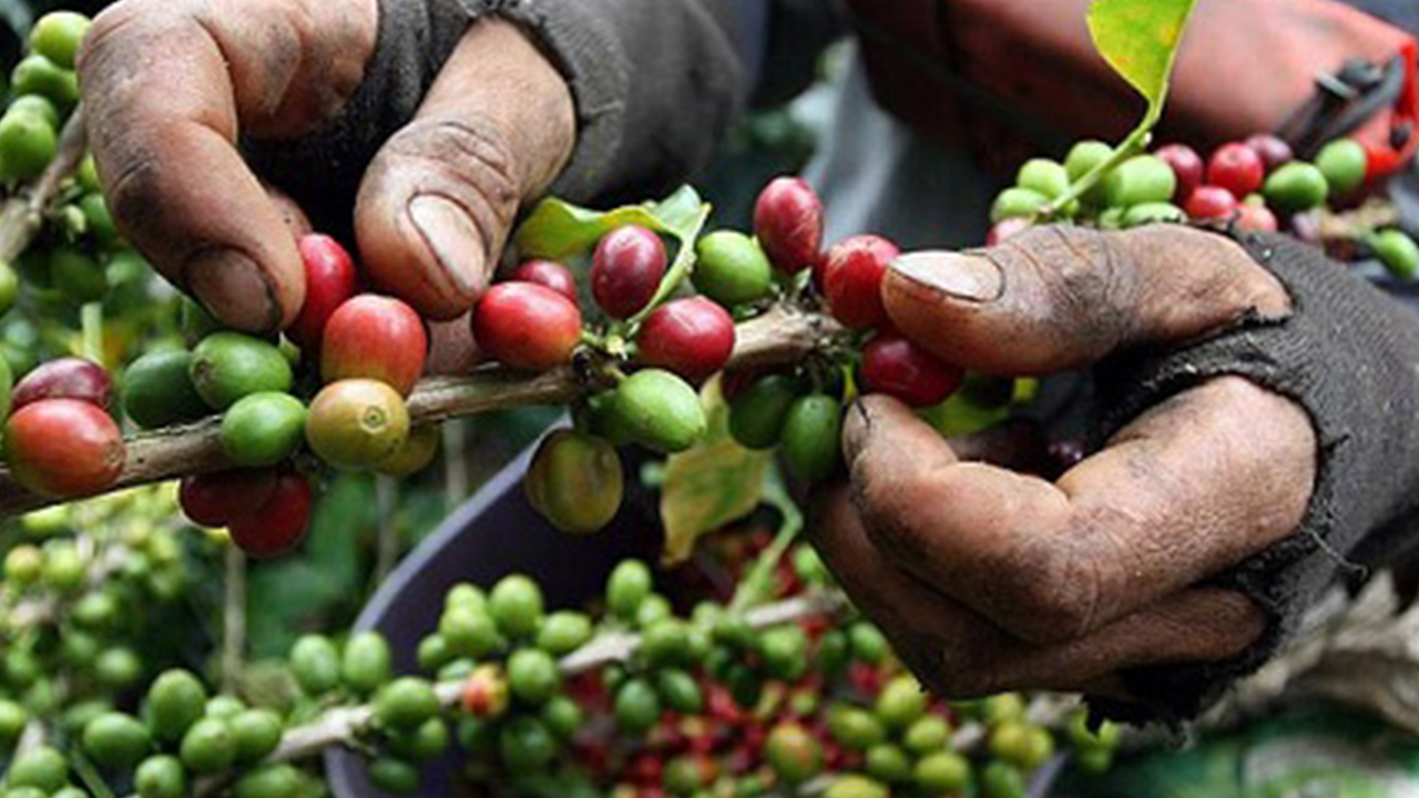 Se buscan 40.000 personas para coger café Medio Solo Paisas